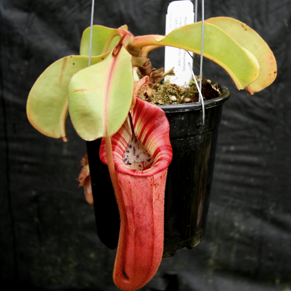 
                      
                        Nepenthes Song of Melancholy x veitchii "Pink Candy Cane", CAR-0046
                      
                    