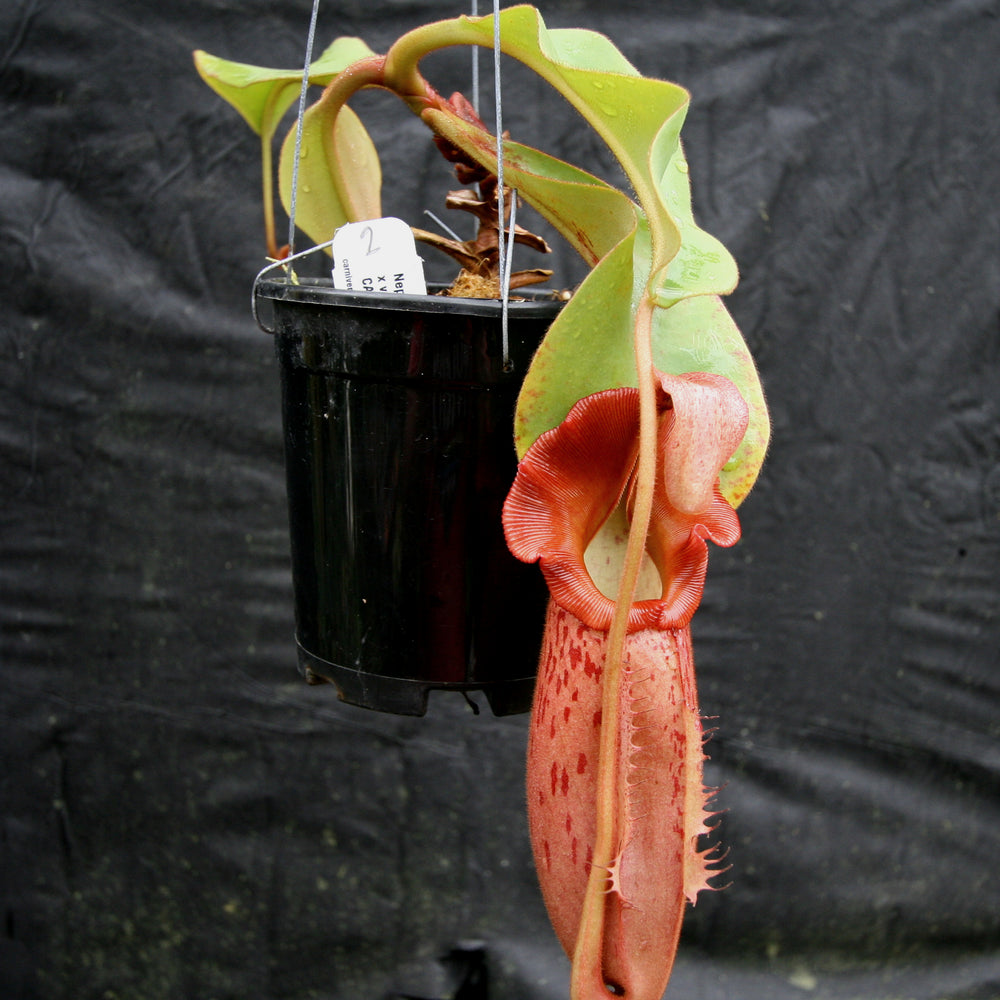 
                      
                        Nepenthes Song of Melancholy x veitchii "Pink Candy Cane", CAR-0046
                      
                    