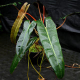 Philodendron atabapoense