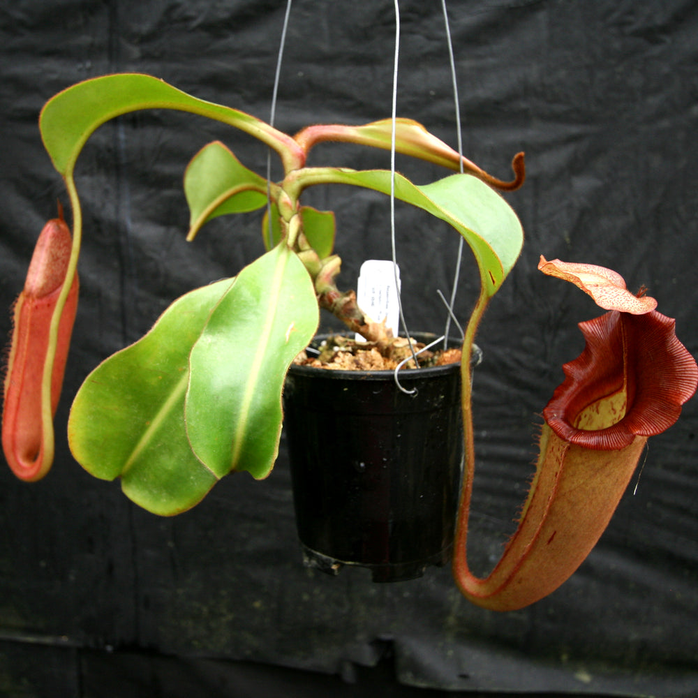 
                      
                        Nepenthes Song of Melancholy x veitchii "Pink Candy Cane", CAR-0046
                      
                    