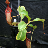Nepenthes Song of Melancholy x veitchii "Pink Candy Cane", CAR-0046