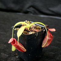 Nepenthes spathulata x jacquelineae