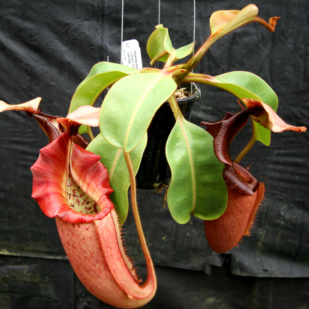 
                      
                        Nepenthes Song of Melancholy x veitchii "Pink Candy Cane", CAR-0046
                      
                    