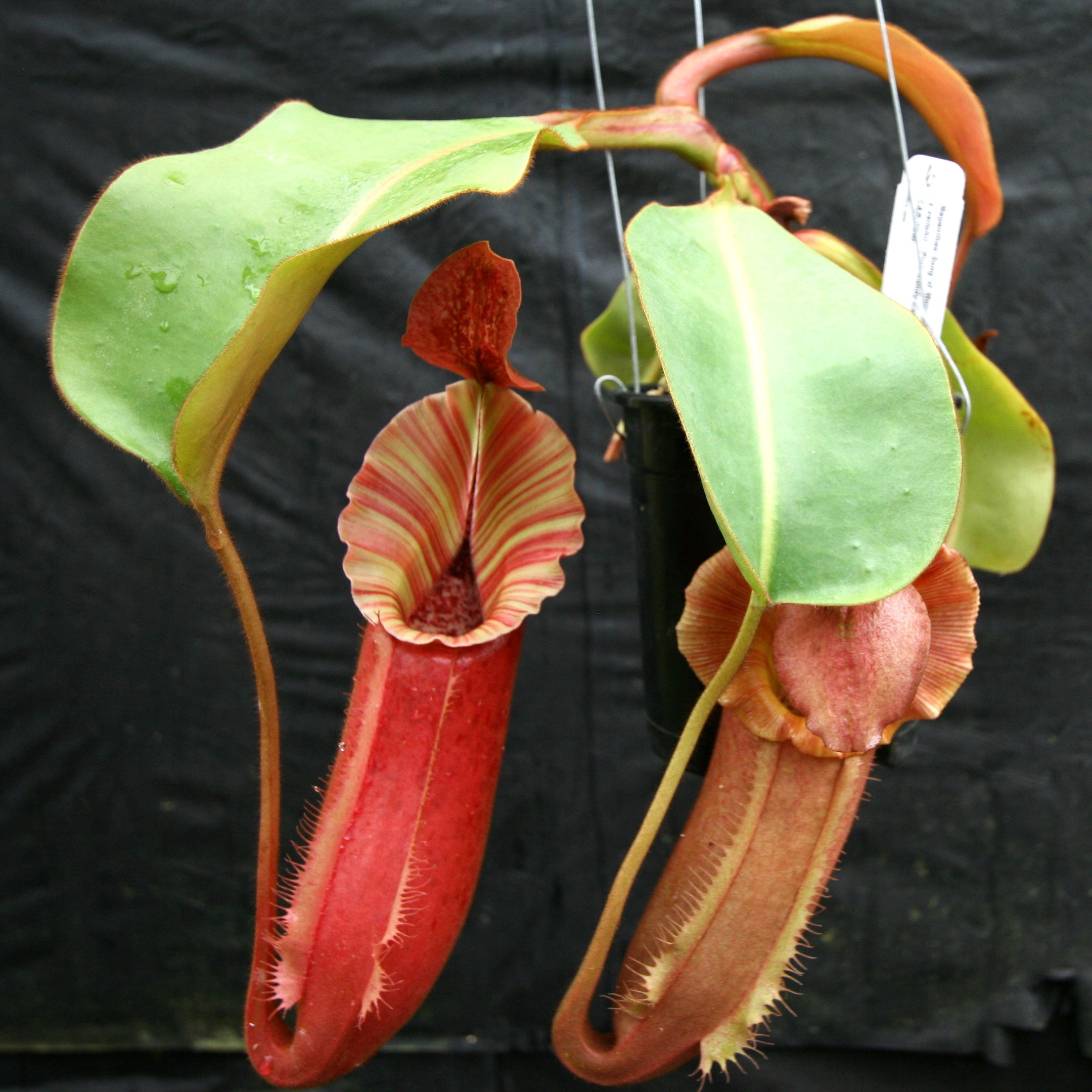Nepenthes Song of Melancholy x veitchii 