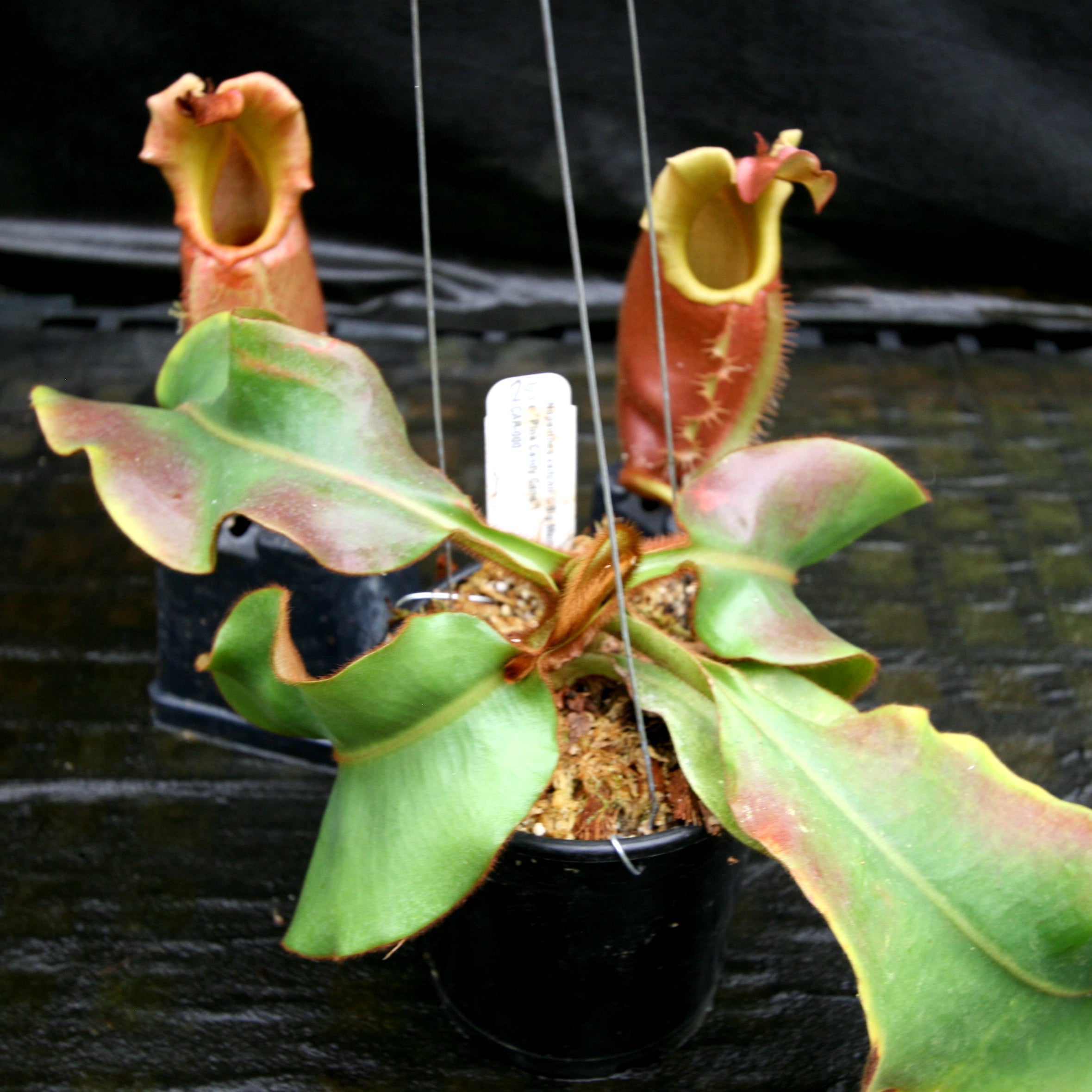 Nepenthes veitchii (