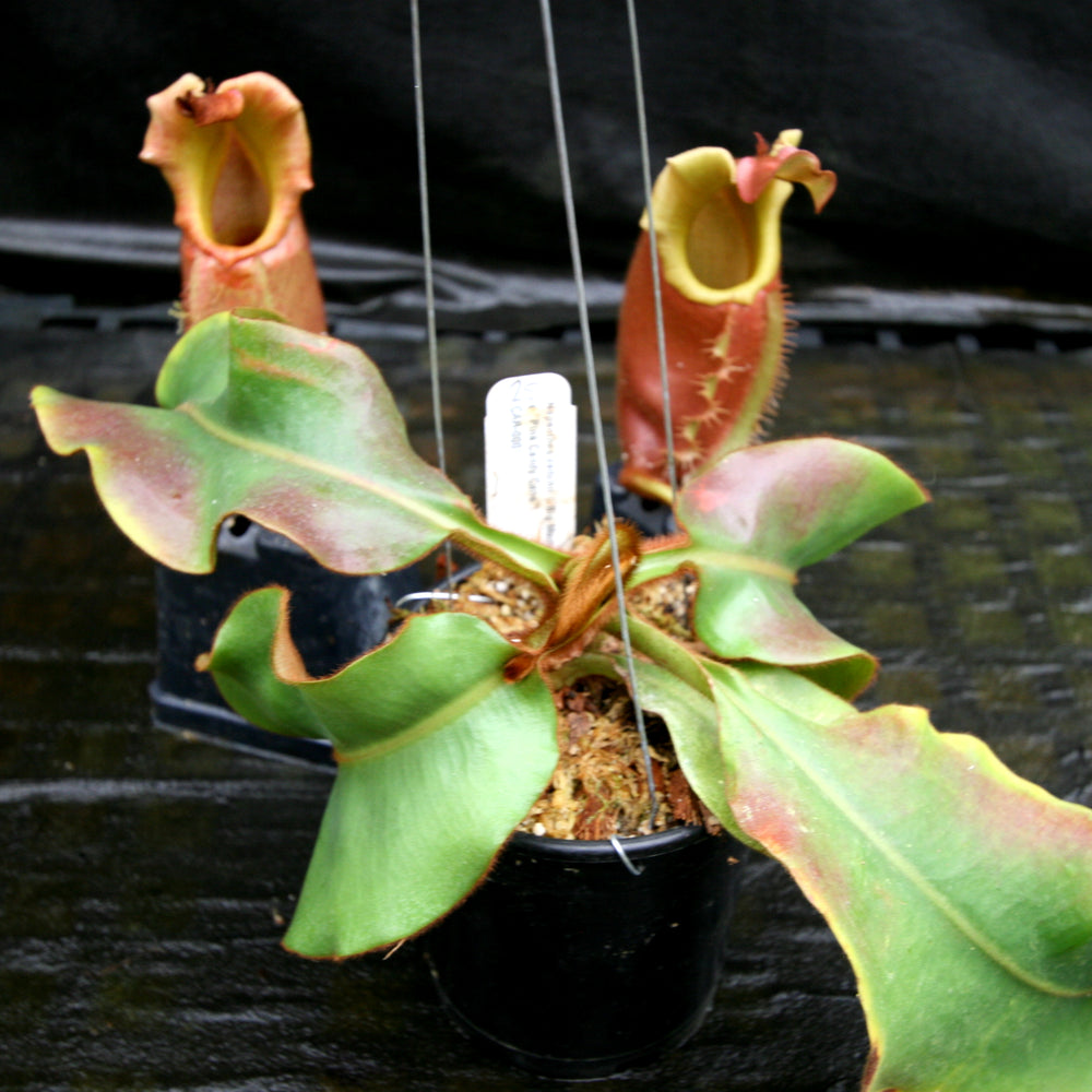 
                      
                         Nepenthes veitchii (k) “Big Mama” x “Pink Candy Cane” large squat striped peristome pitcher, Pitcher plant, carnivorous plant, collectors plant, large pitchers, rare nepenthes, terrarium plant, easy to grow nepenthes, beginner nepenthes, beginner pitcher plants, nepenthes hybrid, veitchii hybrid. 
                      
                    