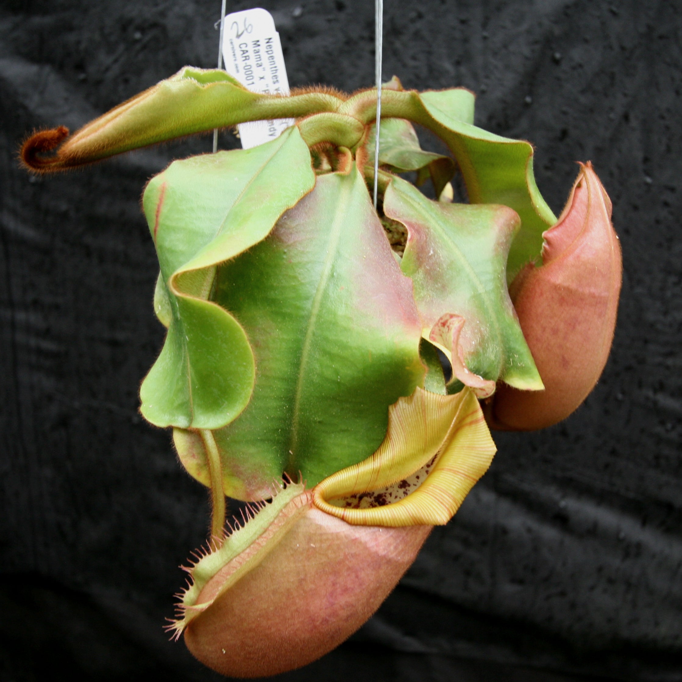 TICCA×アンシェヌマン Nepenthes veitchii (