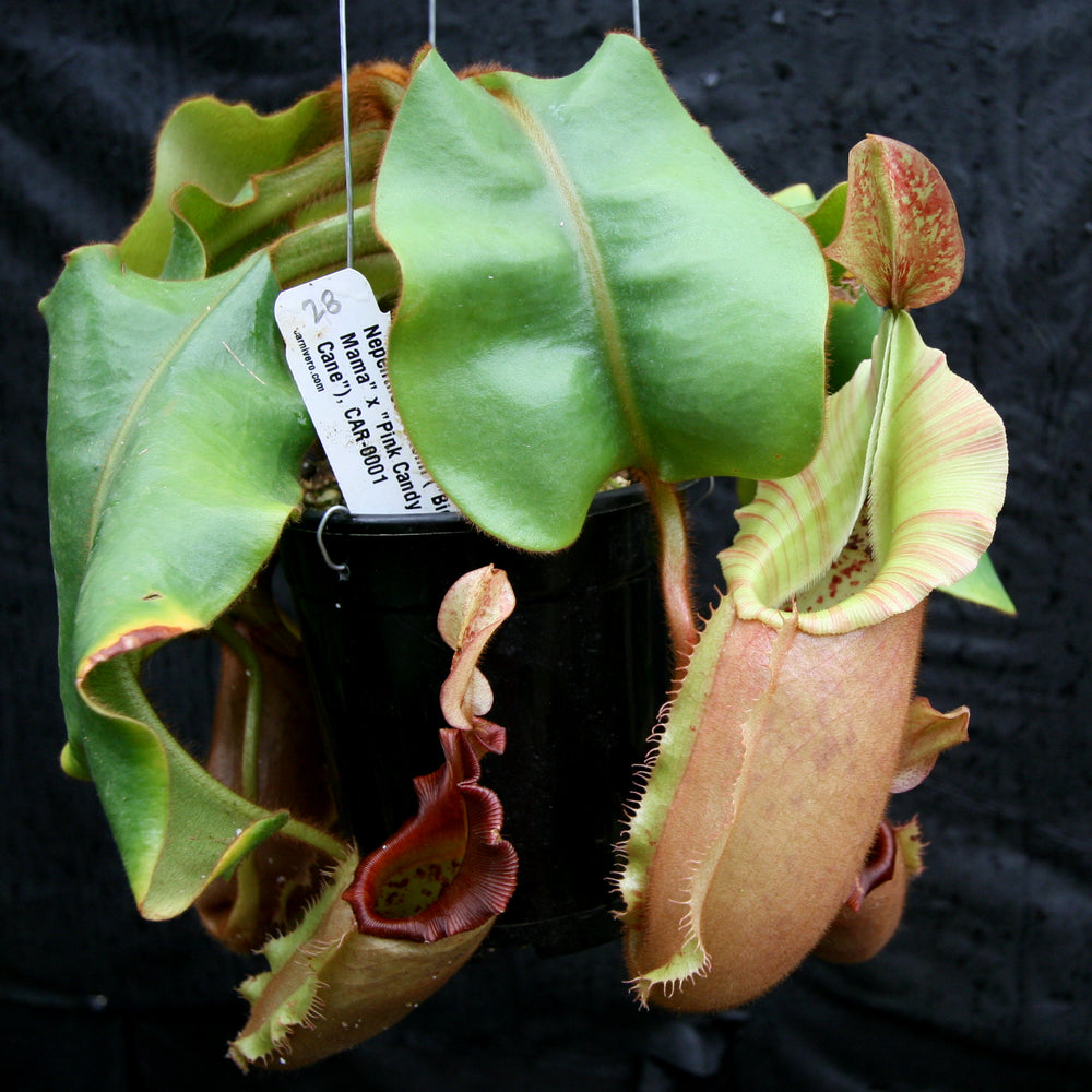
                      
                         Nepenthes veitchii (k) “Big Mama” x “Pink Candy Cane” large squat striped peristome pitcher, Pitcher plant, carnivorous plant, collectors plant, large pitchers, rare nepenthes, terrarium plant, easy to grow nepenthes, beginner nepenthes, beginner pitcher plants, nepenthes hybrid, veitchii hybrid. 
                      
                    