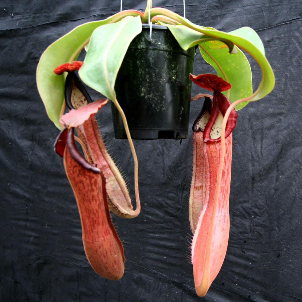 
                      
                        Nepenthes Song of Melancholy x boschiana, CAR-0131
                      
                    