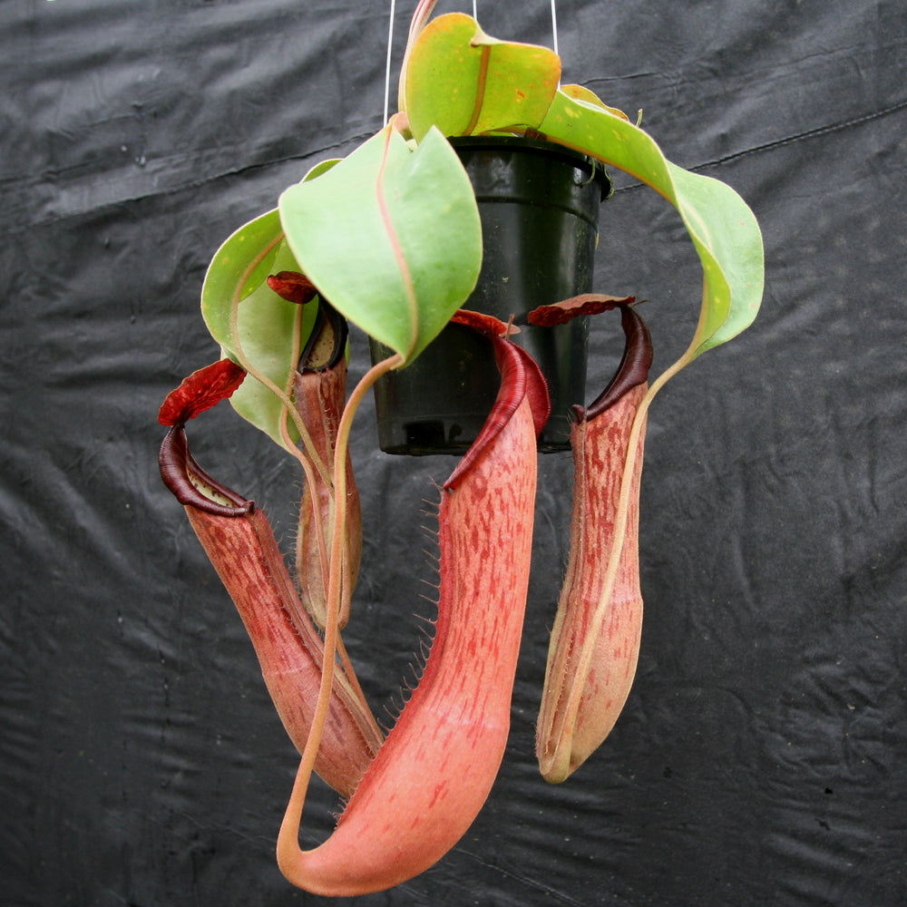 
                      
                        Nepenthes Song of Melancholy x boschiana, CAR-0131
                      
                    