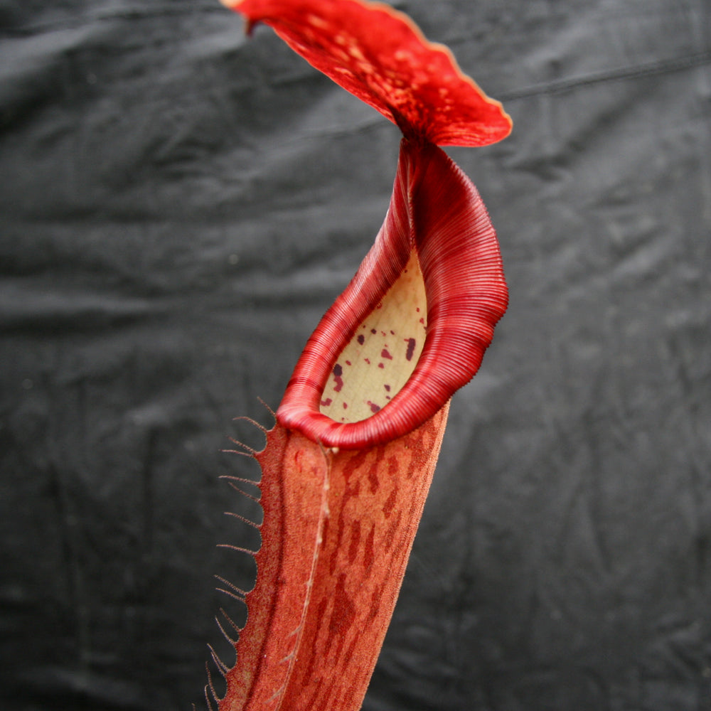 
                      
                        Nepenthes Song of Melancholy x boschiana, CAR-0131
                      
                    