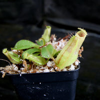 Nepenthes veitchii (k) x (eymae x veitchii), CAR-0318