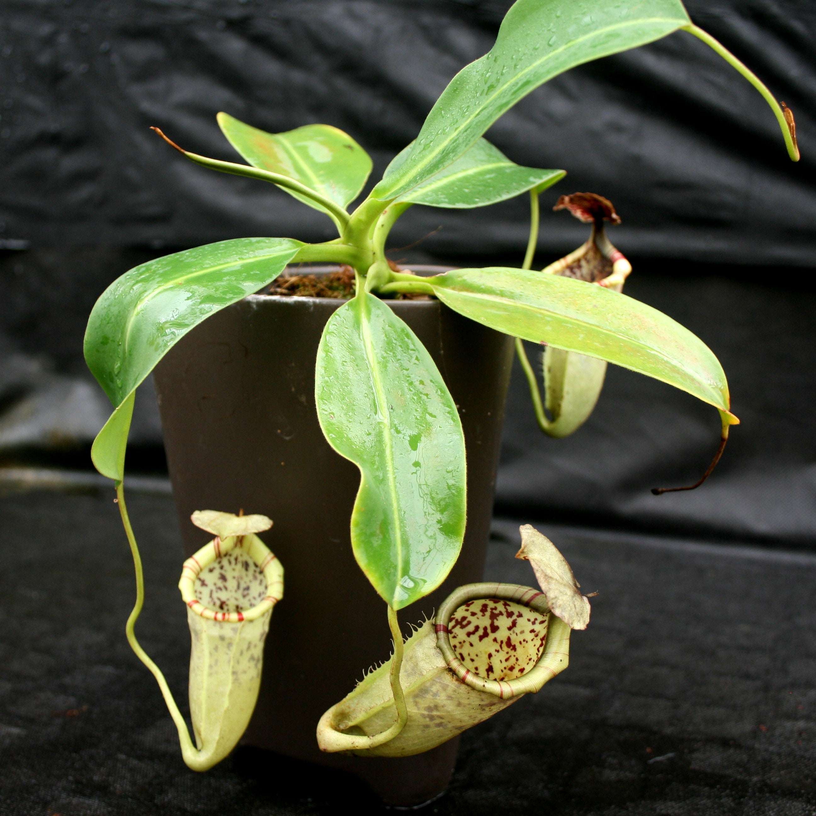 Nepenthes burbidgeae x campanulata BE-3564 – Carnivero