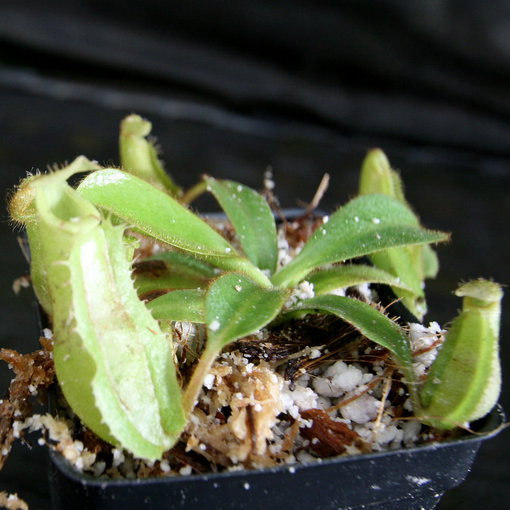 
                      
                        Nepenthes veitchii (k) x (eymae x veitchii), CAR-0318
                      
                    