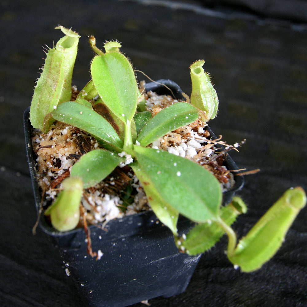 
                      
                        Nepenthes veitchii (k) x (eymae x veitchii), CAR-0318
                      
                    