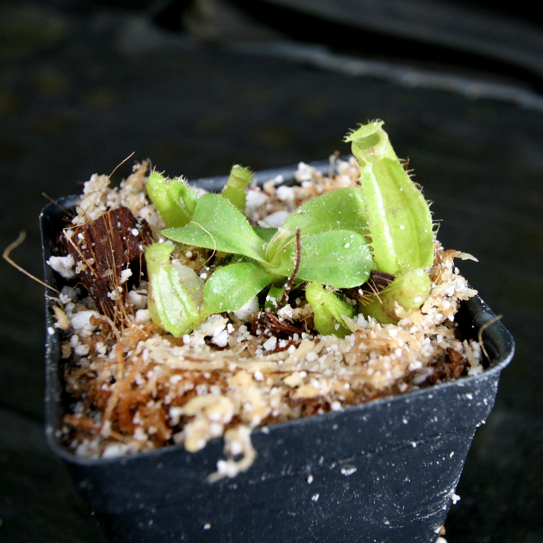 Nepenthes veitchii (k) x (eymae x veitchii), CAR-0318 – Carnivero