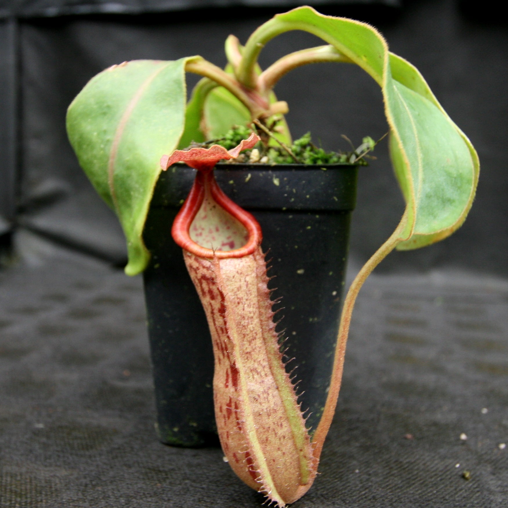 Nepenthes Song of Melancholy x boschiana, CAR-0131 – Carnivero