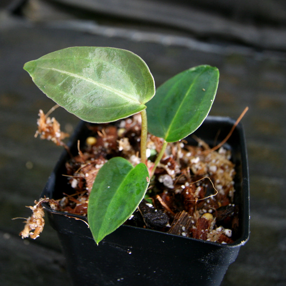 
                      
                        Anthurium (magnificum x forgetii) x {[regale x (crystallinum x magnificum)] x Ace of Spades}, CAR-0315
                      
                    