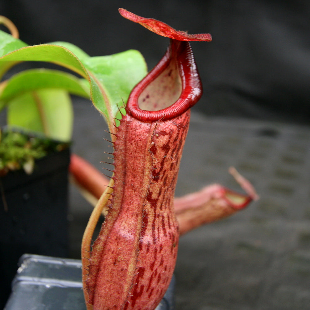 
                      
                        Nepenthes Song of Melancholy x boschiana, CAR-0131
                      
                    