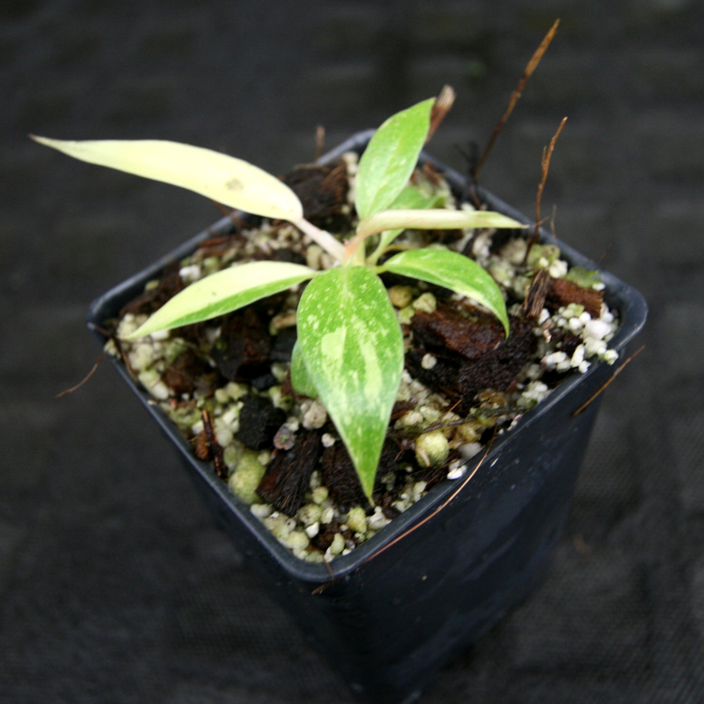 philodendron ring of fire stable variegation Philodendron 'Ring Of Fire' – Carnivero