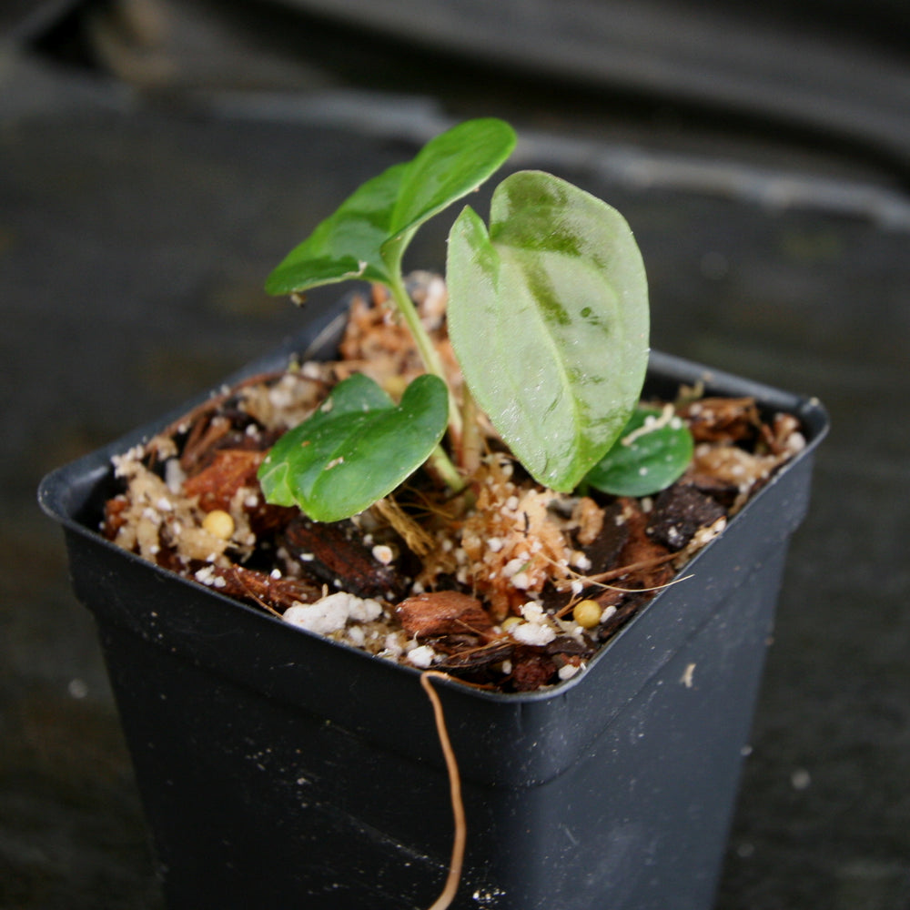 
                      
                        Anthurium forgetii 'Dark' x debilis, CAR-0316
                      
                    