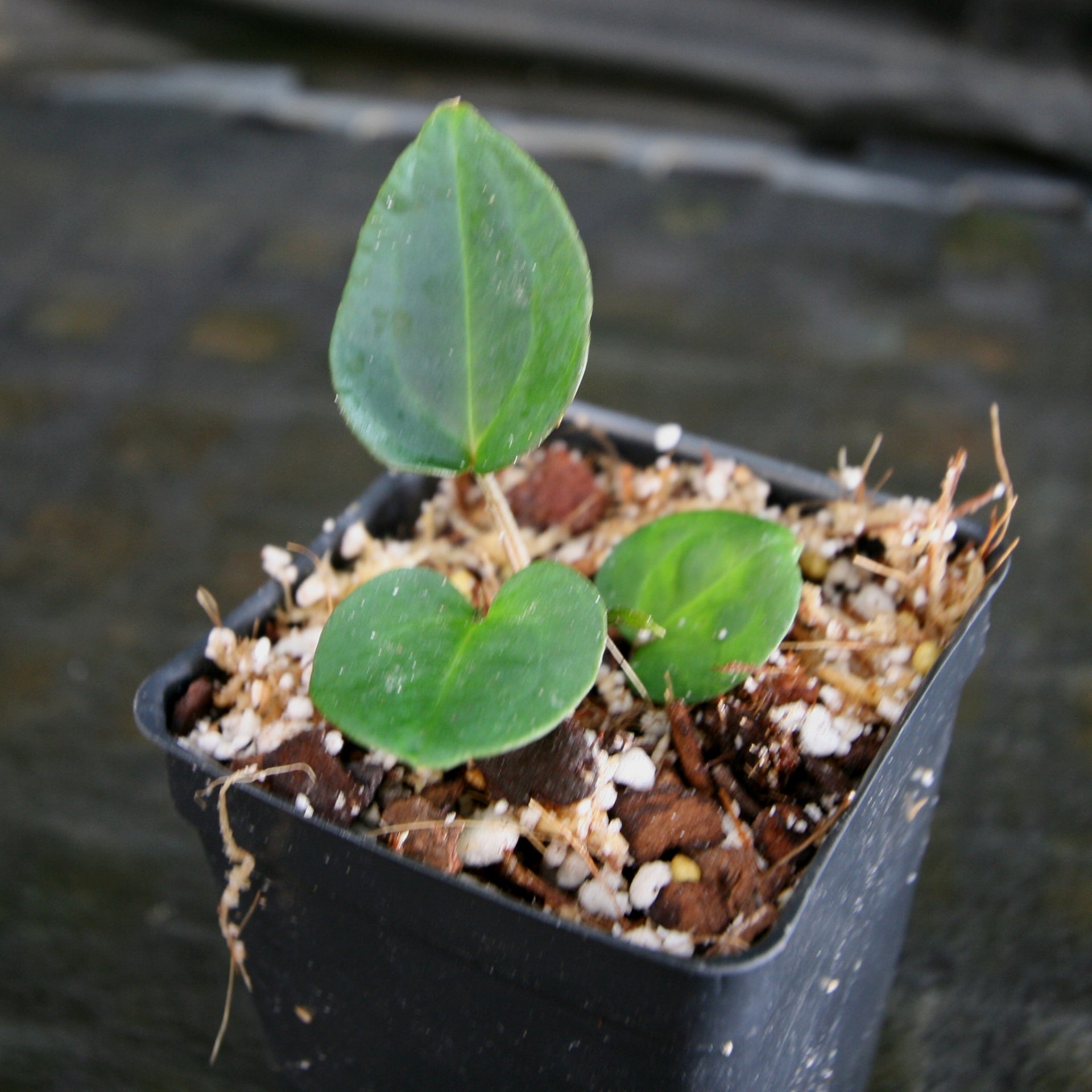 Anthurium forgetii Dark x sp. nov Darién (besseae aff.), CAR-0313 –  Carnivero