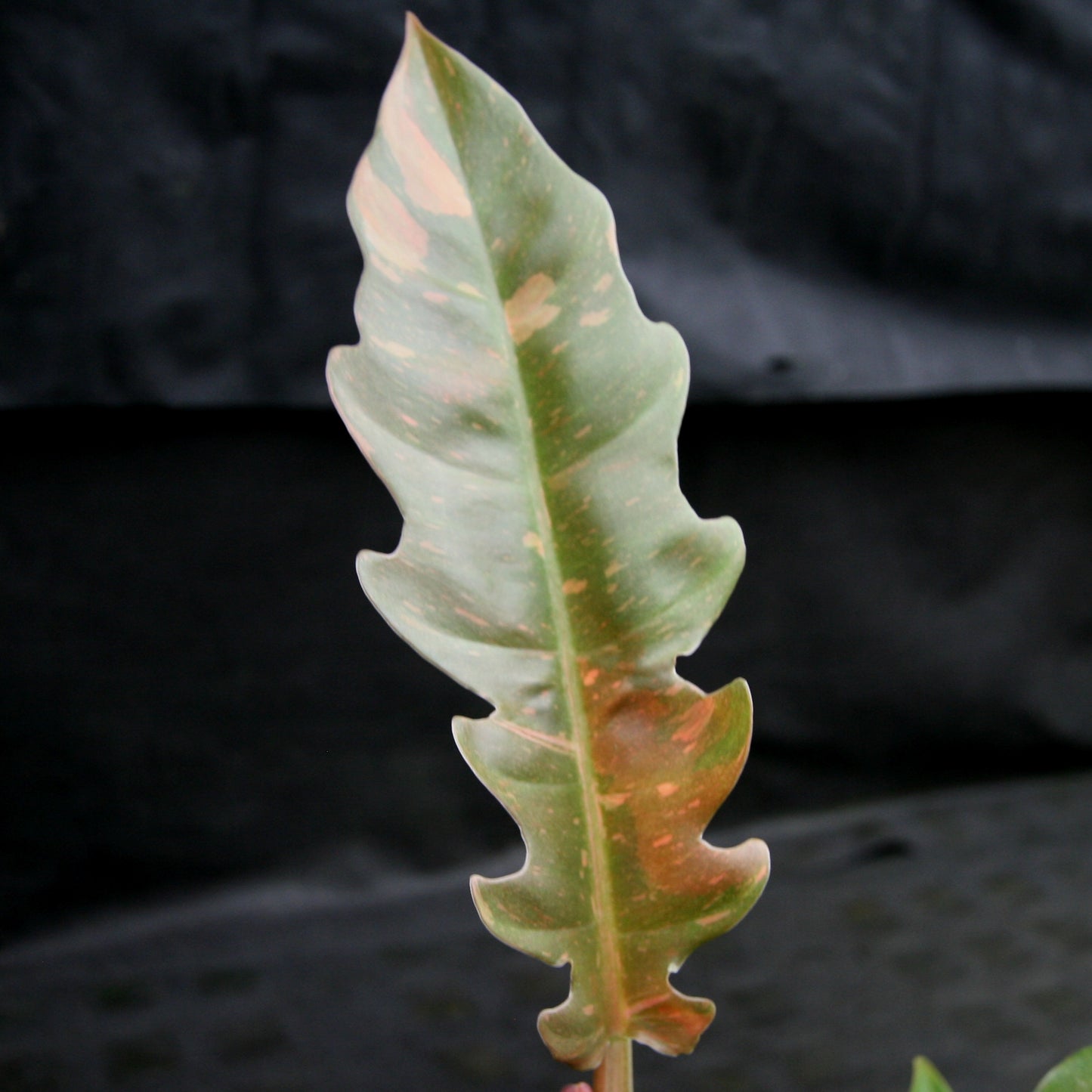 philodendron ring of fire stable variegation Philodendron 'Ring Of Fire' – Carnivero