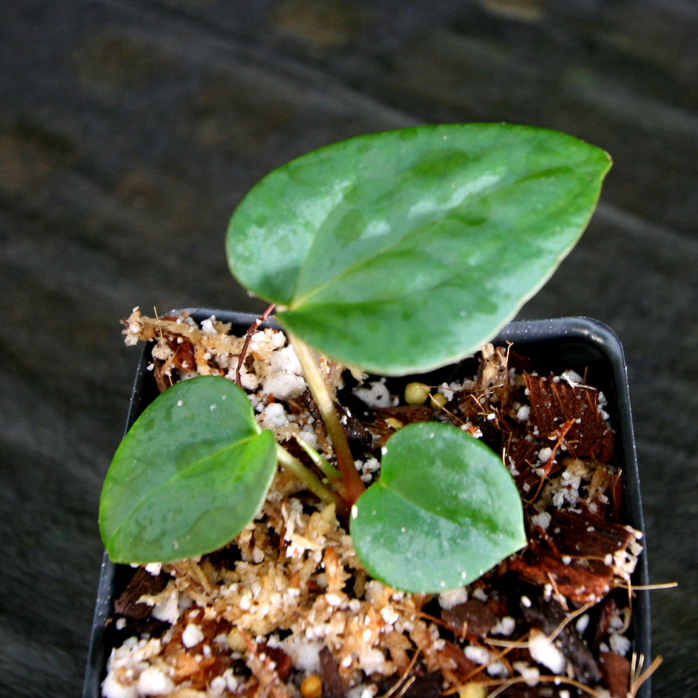 
                      
                        Anthurium (papillilaminum x Doc Block) x [(crystallinum x magnificum) x Ace of Spades], CAR-0314
                      
                    