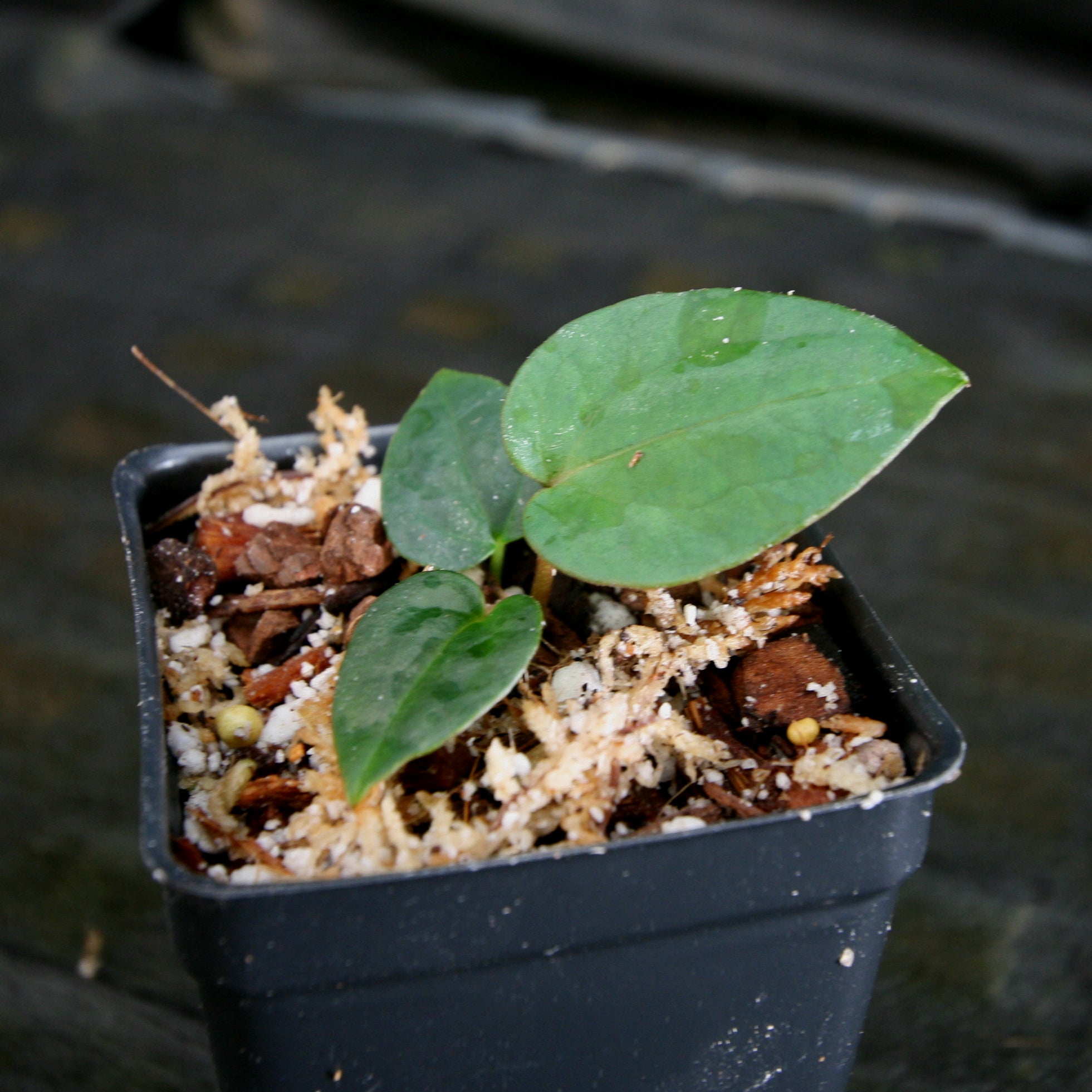 Anthurium (papillilaminum x Doc Block) x [(crystallinum x