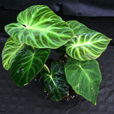 Philodendron verrucosum Ecuagenera 2 with large lime and dark green leaves in a small pot against a black background