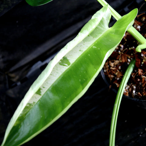 Philodendron Jose Buono leaf close-up showing bright light variegation on a glossy green blade