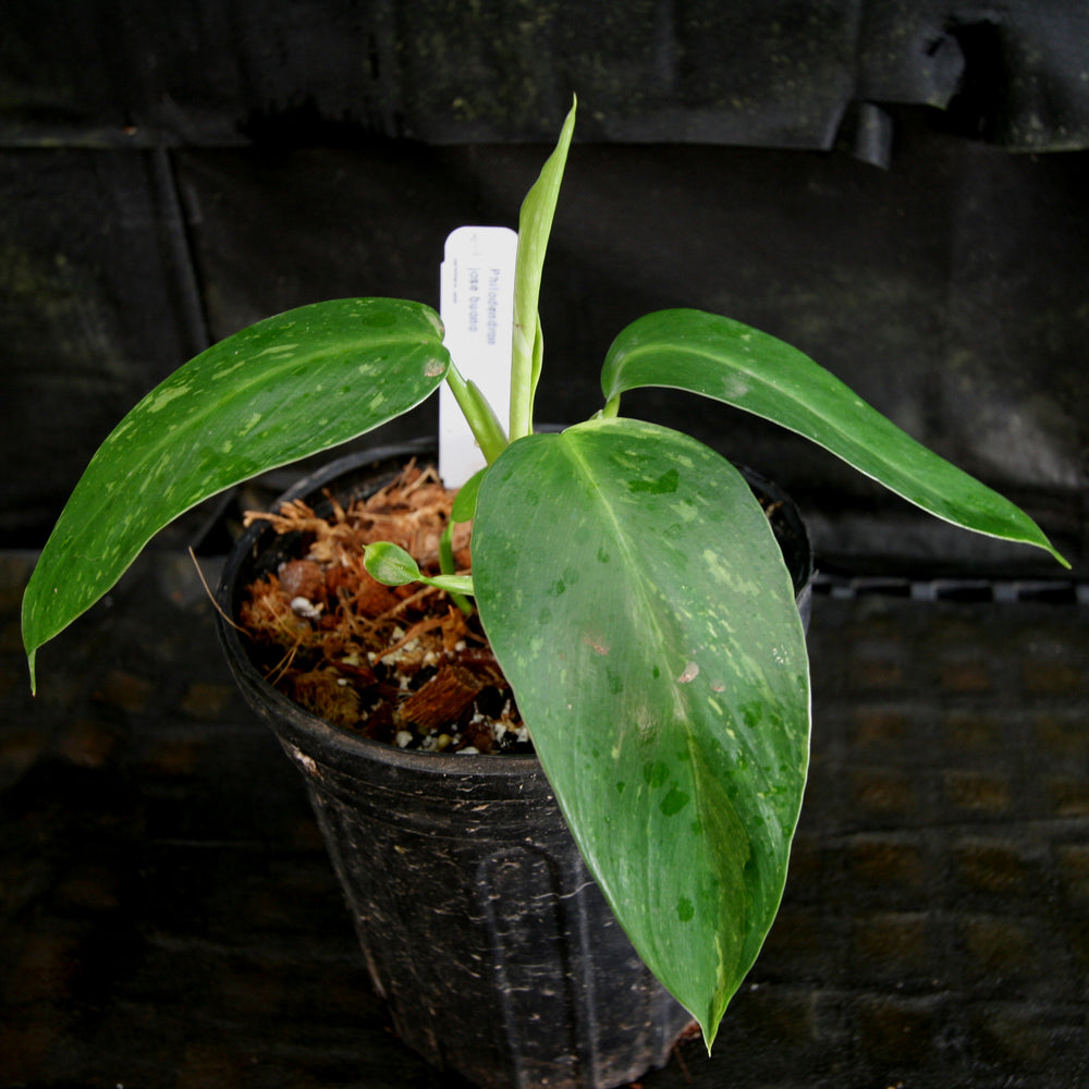 philodendron jose buono australia Philodendron Jose Buono – Carnivero