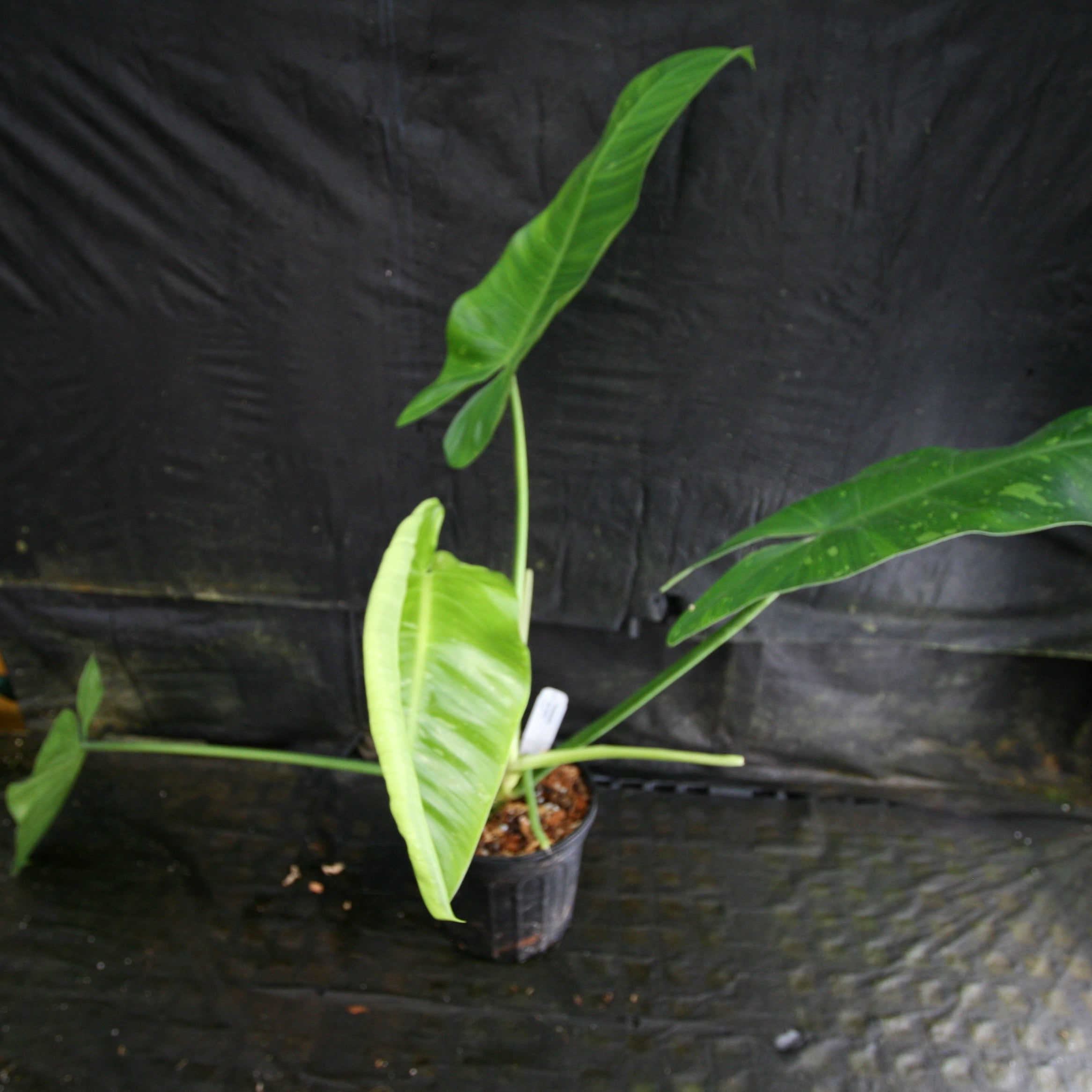 Philodendron Jose Buono – Carnivero