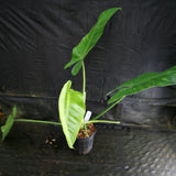 Philodendron Jose Buono