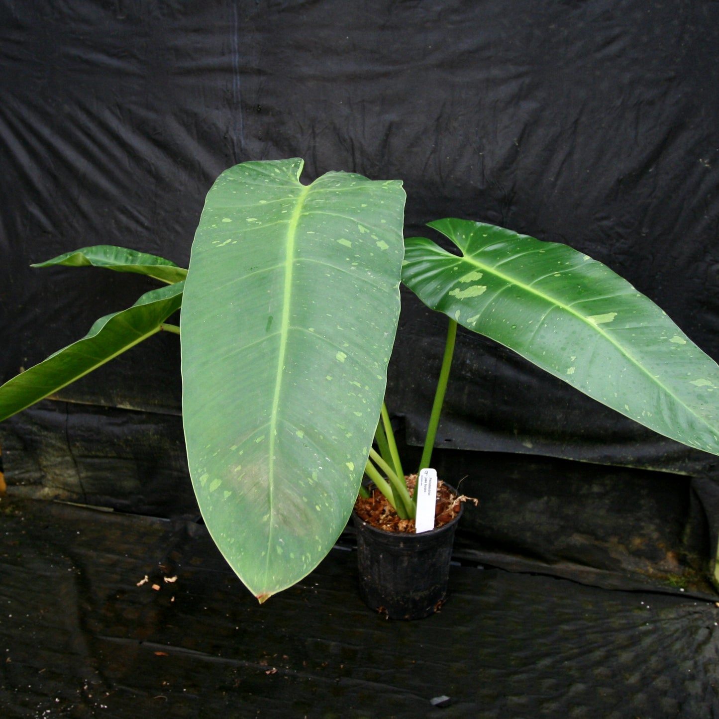 philodendron jose buono canada Philodendron Jose Buono – Carnivero