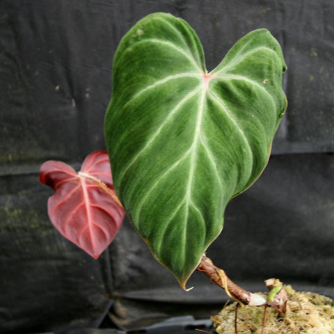 Philodendron verrucosum Red with a large green heart-shaped leaf and a red leaf in the background