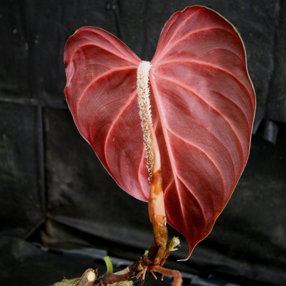 philodendron decurrens red Philodendron verrucosum Red – Carnivero