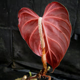 Philodendron verrucosum Red