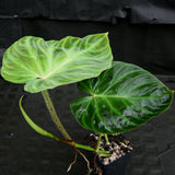 Philodendron verrucosum "Ecuagenera 2"