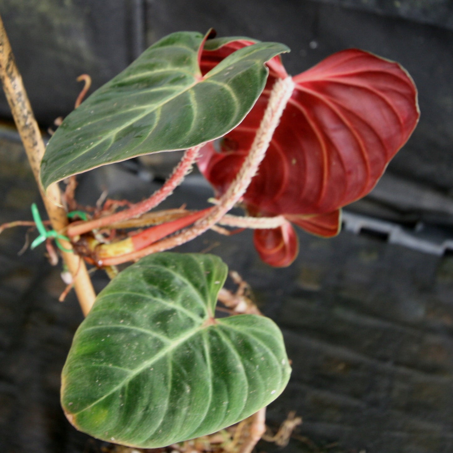 philodendron hastatum red Philodendron verrucosum Red – Carnivero