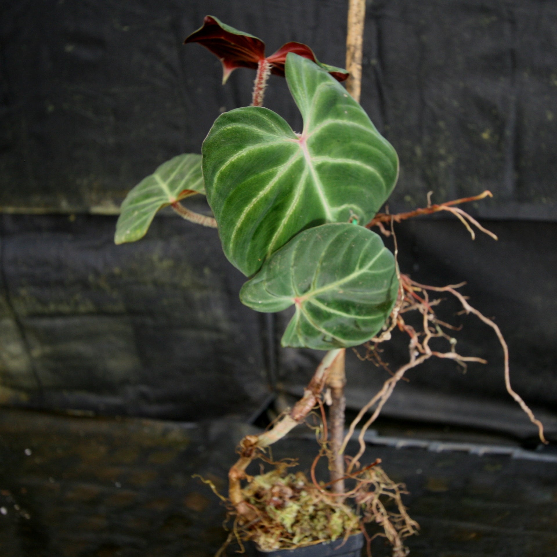philodendron scalarinerve Philodendron verrucosum Red – Carnivero