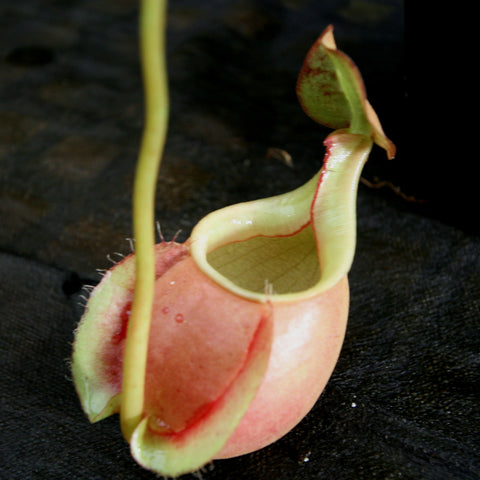 Pink Nepenthes bicalcarata x Viking pitcher with pale green rim on a dark background