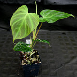 Philodendron verrucosum "Ecuagenera 2"