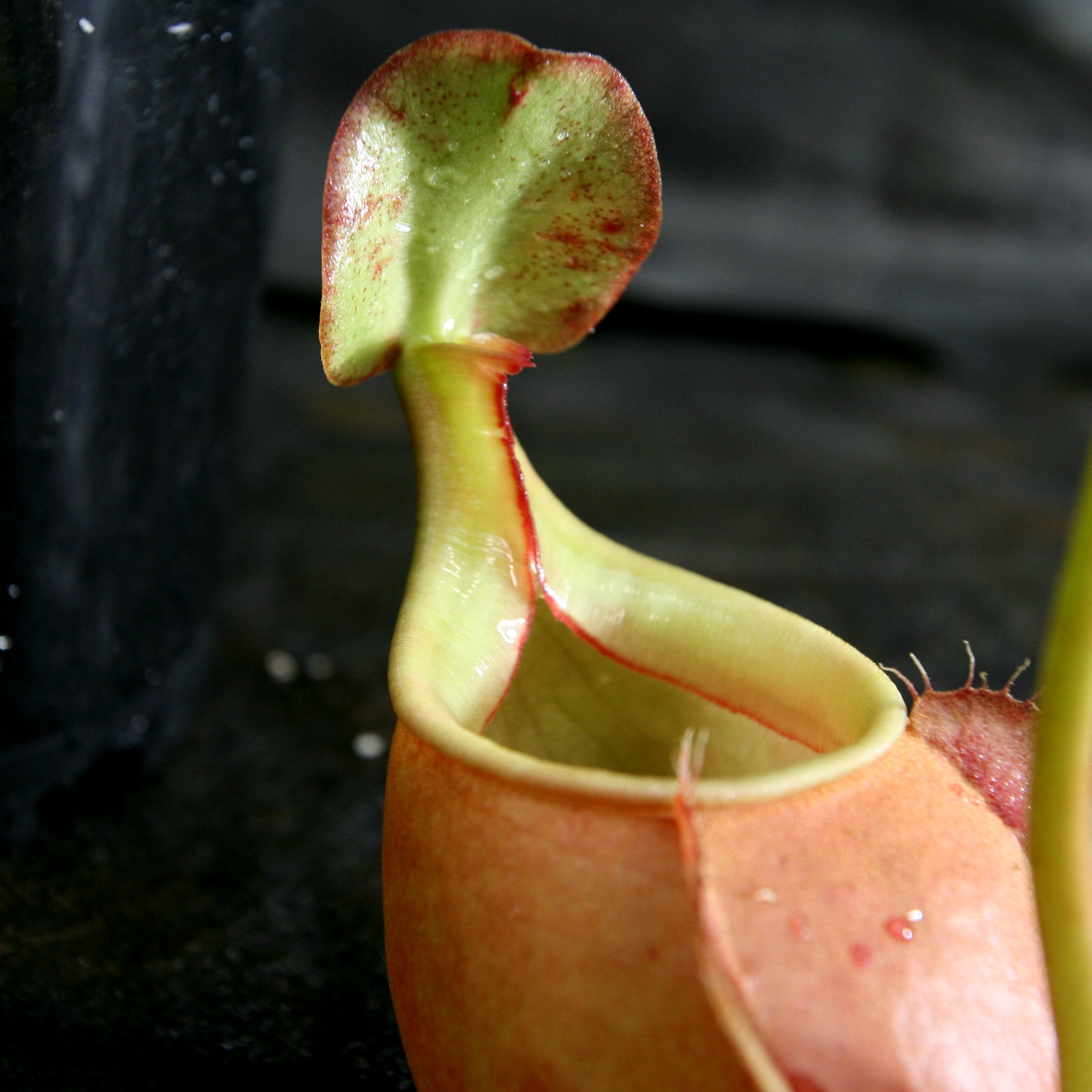 Nepenthes bicalcarata x Viking – Carnivero