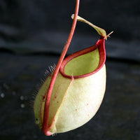 Nepenthes bicalcarata x Viking