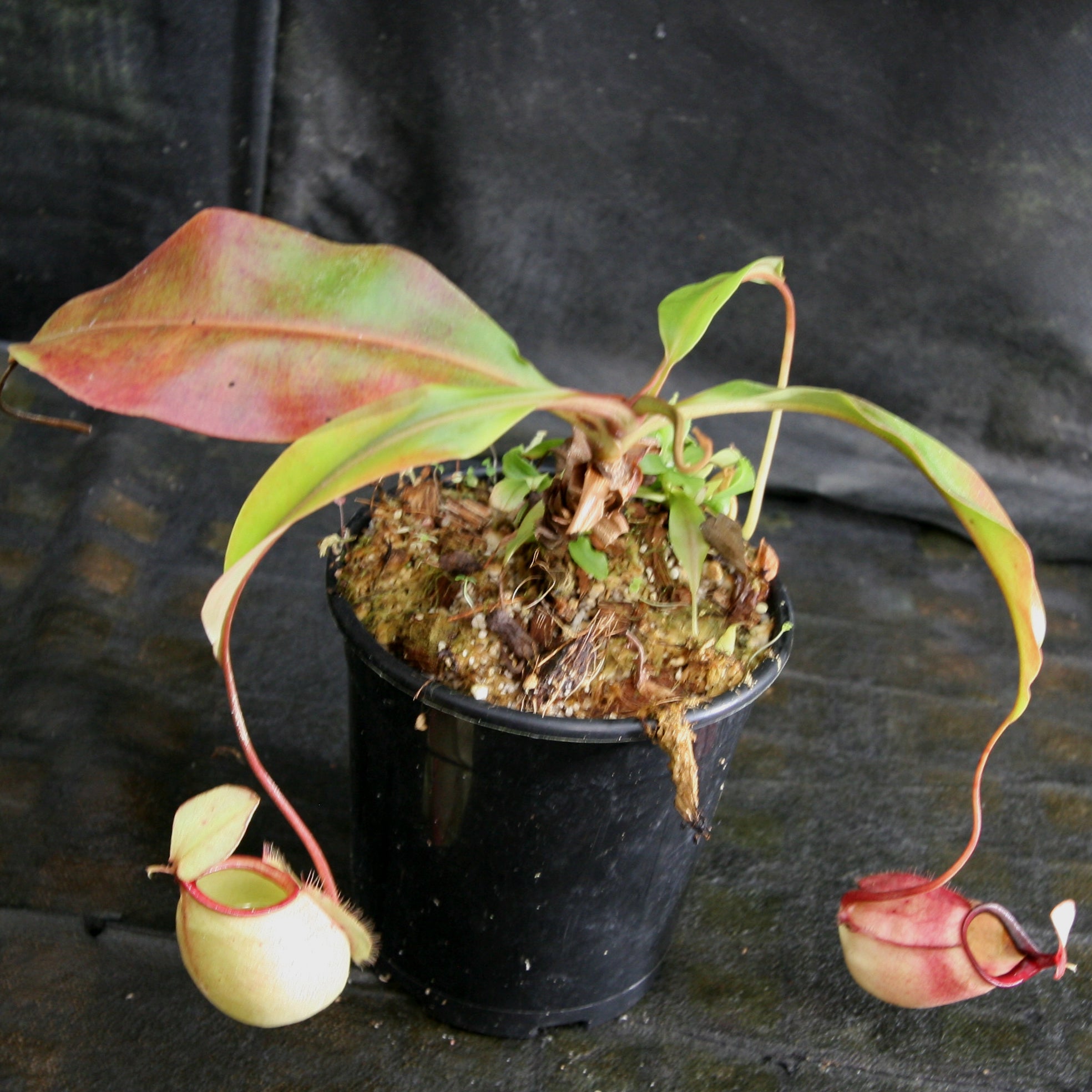 Nepenthes bicalcarata x Viking – Carnivero