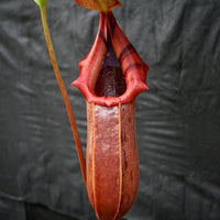 Nepenthes burkei x robcantleyi, BE-3752