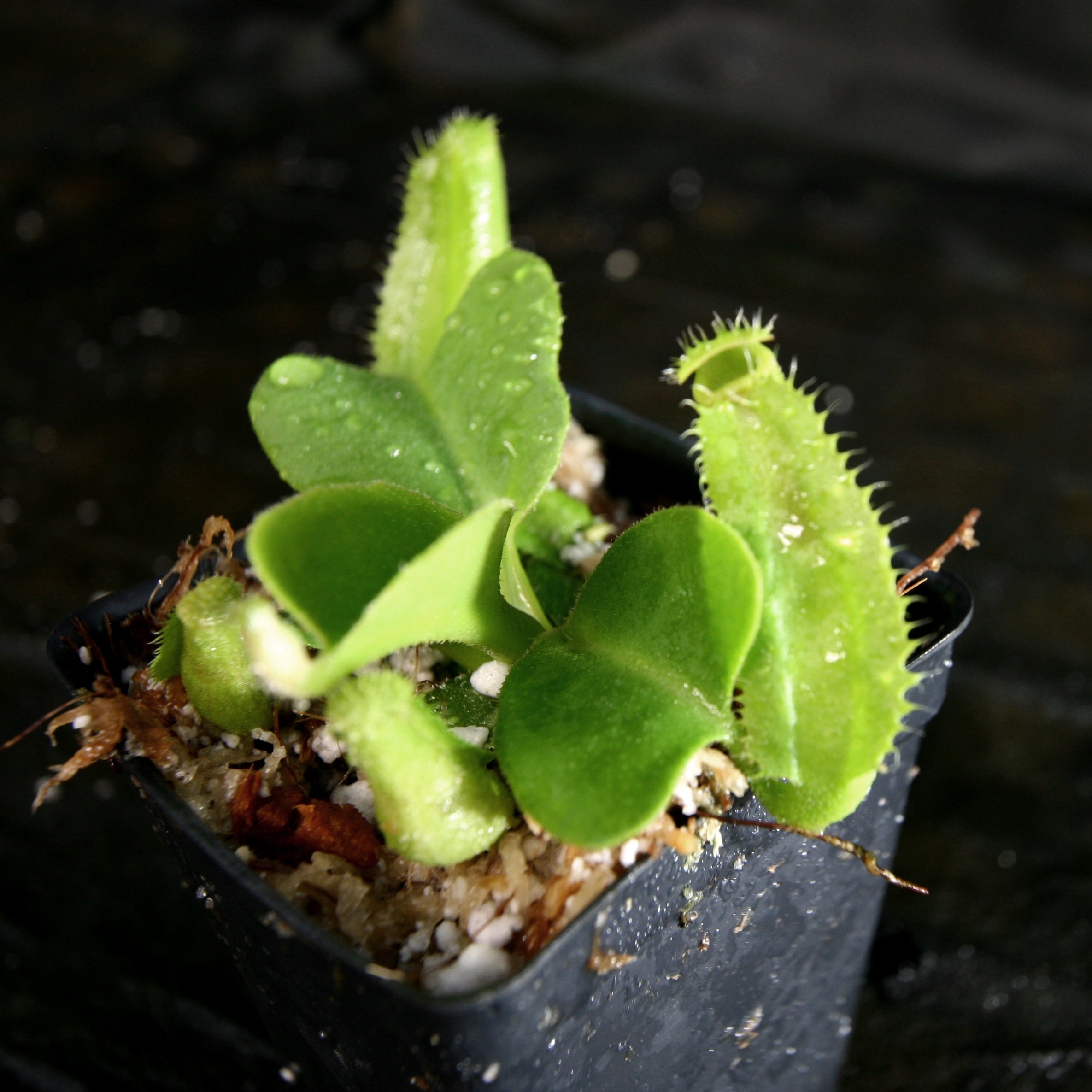 Nepenthes truncata ((d) x JB), CAR-0317 – Carnivero