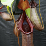 Nepenthes burkei x robcantleyi, BE-3752
