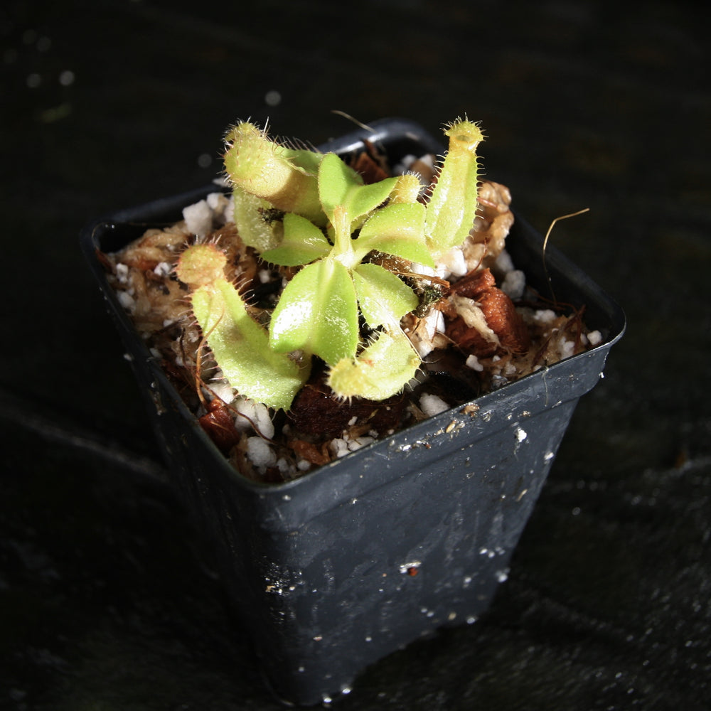 
                      
                        Nepenthes truncata ((d) x JB), CAR-0317
                      
                    